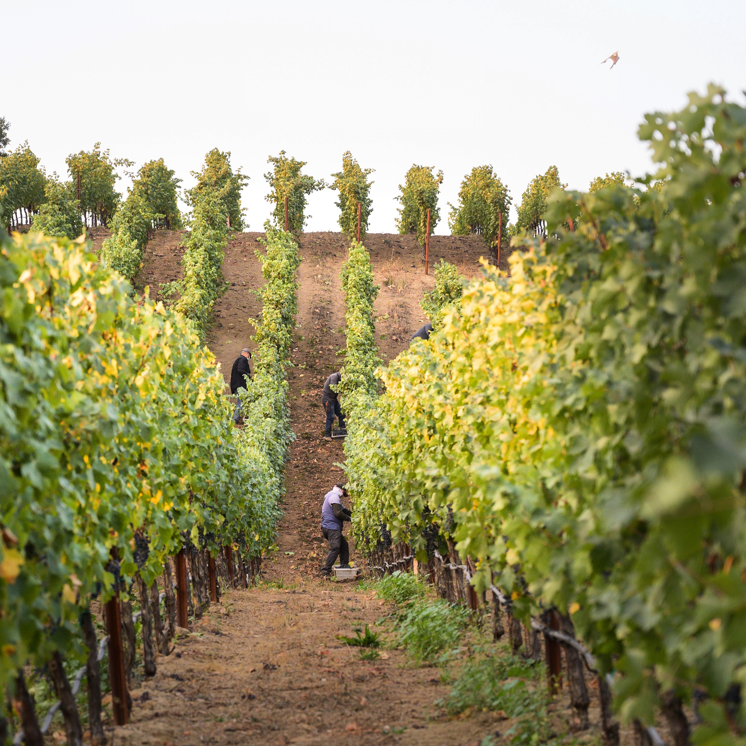 Vineyard harvest operations